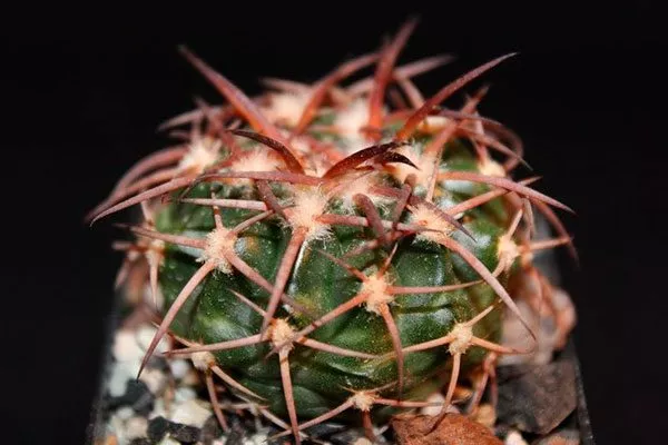 Колючки Дискокактус11