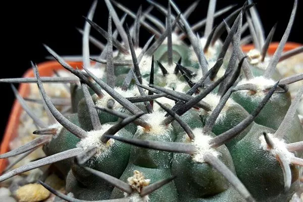 Колючки Гимнокалициум (Gymnocalycium)30