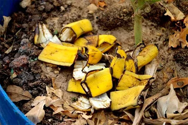 Компост из банановой кожуры увеличениt размеров яблок16