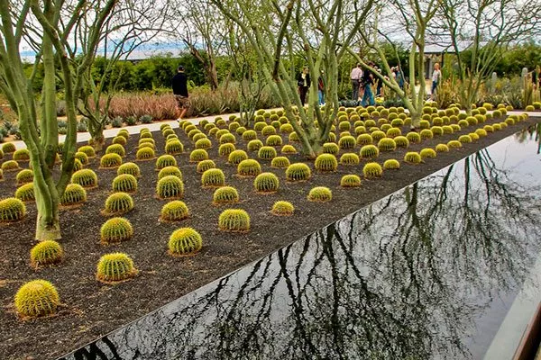 Композиции с водными объектами кактусы в ландшафтном дизайне11