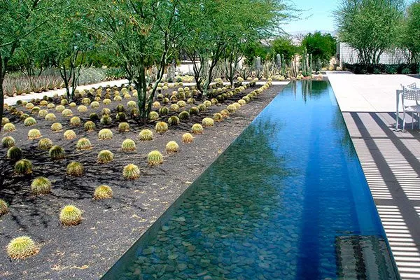 Композиции с водными объектами2 кактусы в ландшафтном дизайне12
