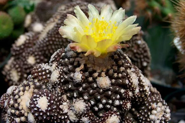 Копьяпоа Тениуссима редкие кактусы10