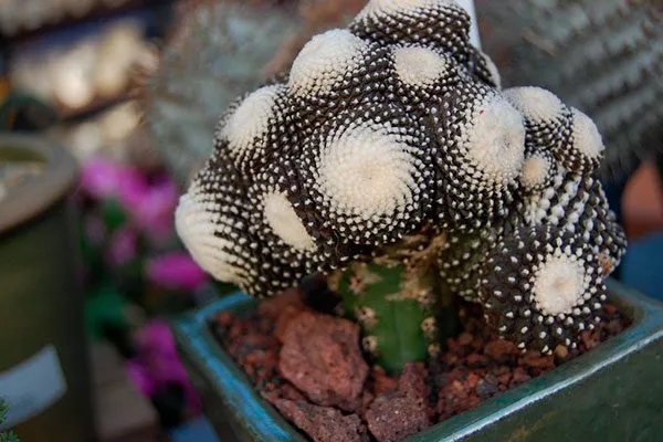 Копьяпоа Тениуссима1 редкие кактусы11