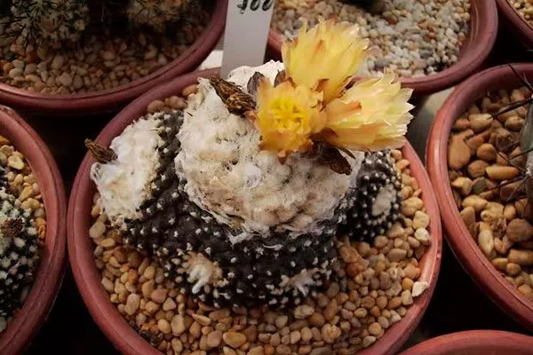 Копьяпоа Тениуссима2 редкие кактусы12