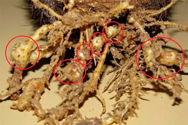 Корневая галловая нематода Вредители кактусов12