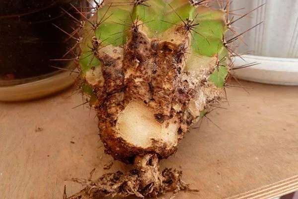 Корневая гниль Дискокактус12