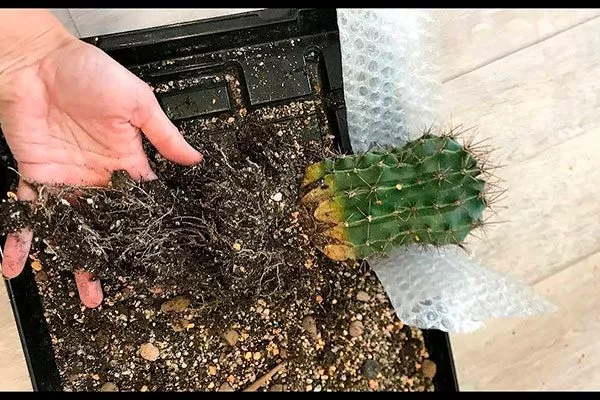 корневая пересадка кактуса8