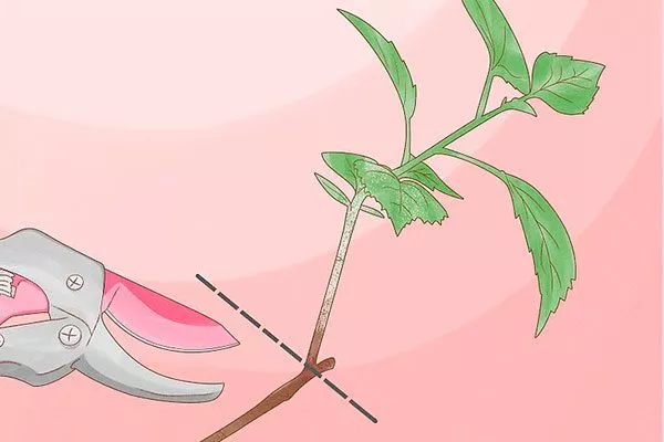 корректирующая - боьшую ветку Обрезка гибискуса4