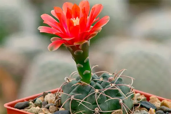 красная Гимнокалициум (Gymnocalycium)31