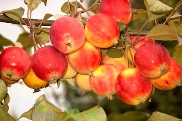 Красноярский Снегирёк Полудекоративные сорта9