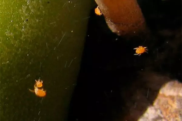 Красный паутинный клещ Дискокактус13