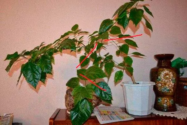 крона Обрезка гибискуса5