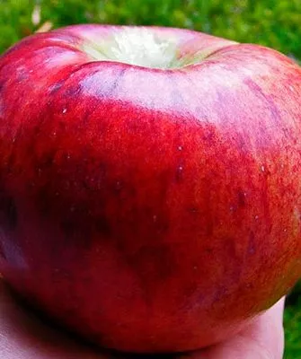 крупное яблоко