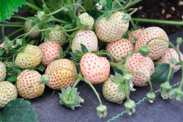 куст пайнберри