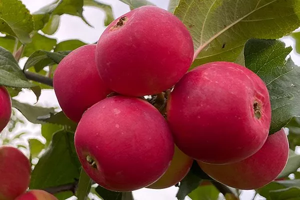 Лада Полудекоративные сорта10