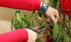 Летняя обрезка Обрезка гибискуса6