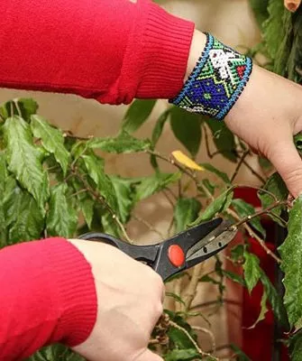 Летняя обрезка Обрезка гибискуса6