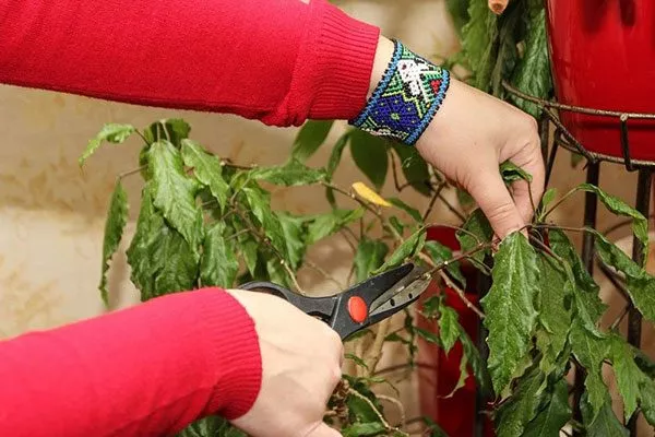 Летняя обрезка Обрезка гибискуса6