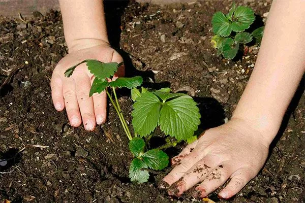 летом время посадки2