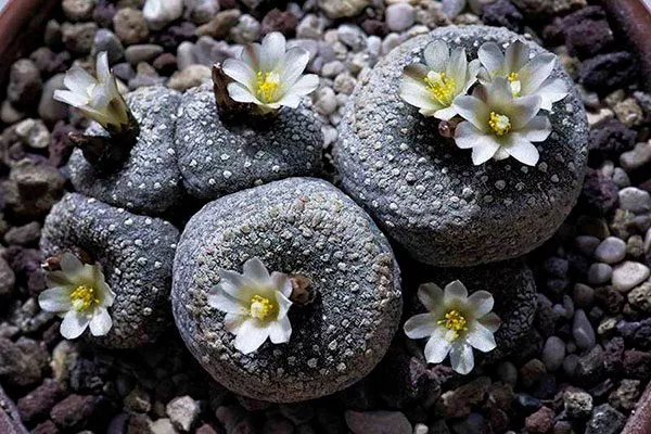 Лилипутский кактус редкие кактусы13