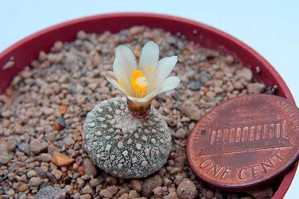 Лилипутский кактус2 редкие кактусы14