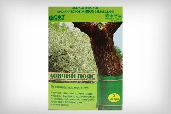 ловчие пояса + препараты (Децис, Каратэ) увеличениt размеров яблок19