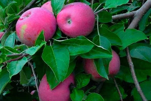 Лойко Полудекоративные сорта11