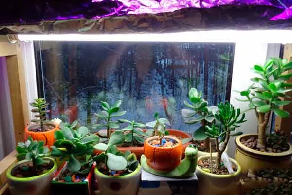 Люминесцентные лампы Зимовка кактуса3