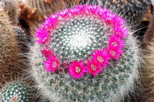 Маммиллярия Ханиана редкие кактусы15