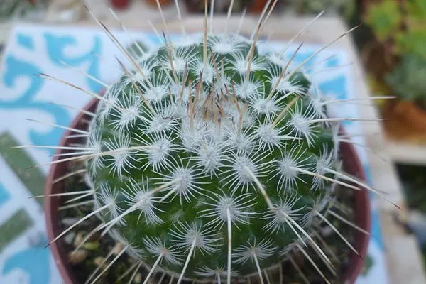 Маммиллярия (Mammillaria) уход за колючими кактусами11