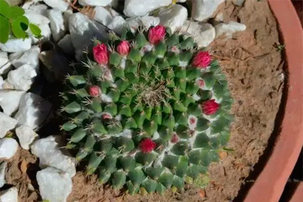 Маммиллярия многосторонняя1 кактусы в ландшафтном дизайне14