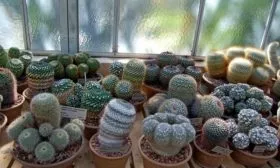 маммилярии