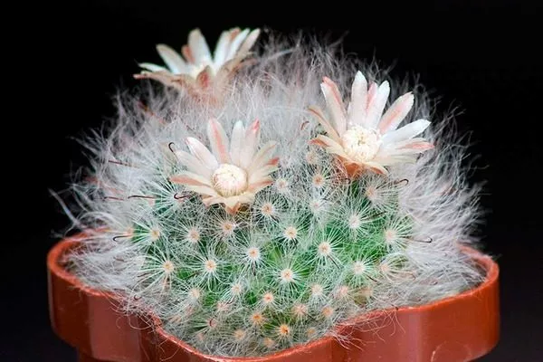 Бокасанская