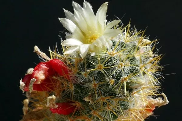 Побегоносная