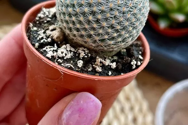 пластиковый горшок для маммилярии