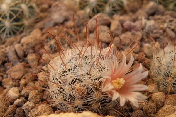 маммилярия в пустыне