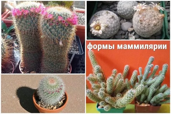 формы стебля маммилярии