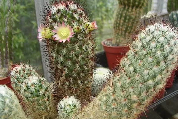 маммилярия удлинённая