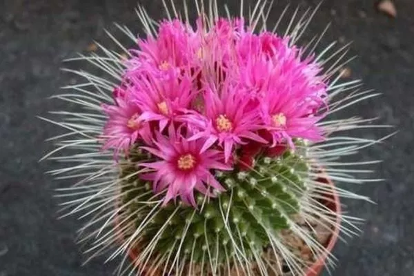 Колючейшая