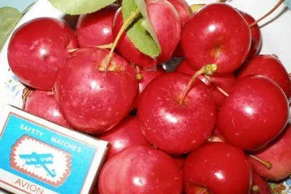 Мана Полудекоративные сорта12