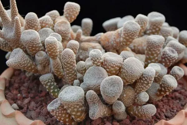 Мауениопсис булавовидный редкие кактусы17