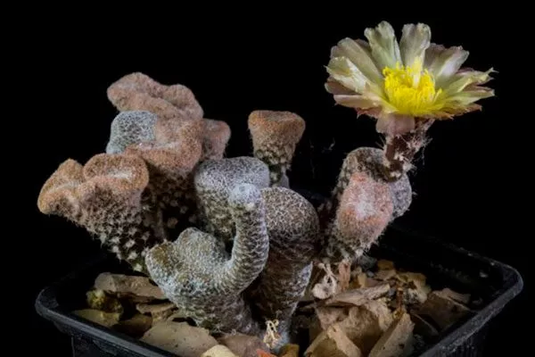 Мауениопсис булавовидный1 редкие кактусы18