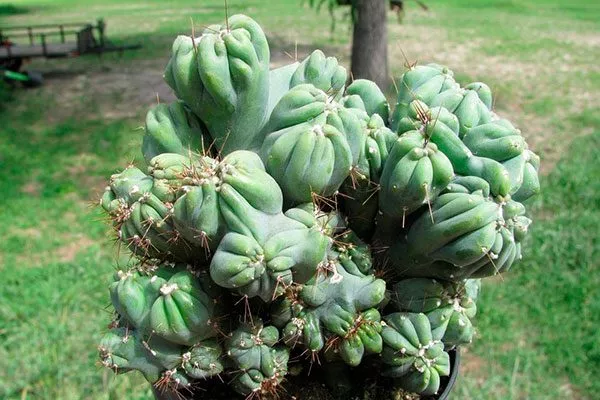 Минг Тинг редкие кактусы19