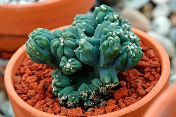 Минг Тинг2 редкие кактусы20