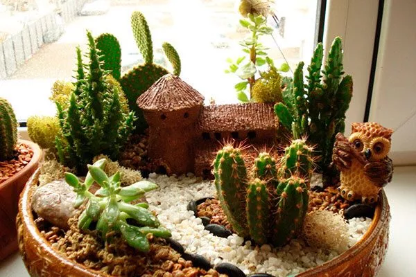 Мини-сад в контейнере кактусы в ландшафтном дизайне16