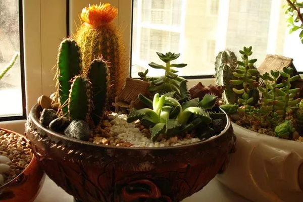 мини-сад с кактусами