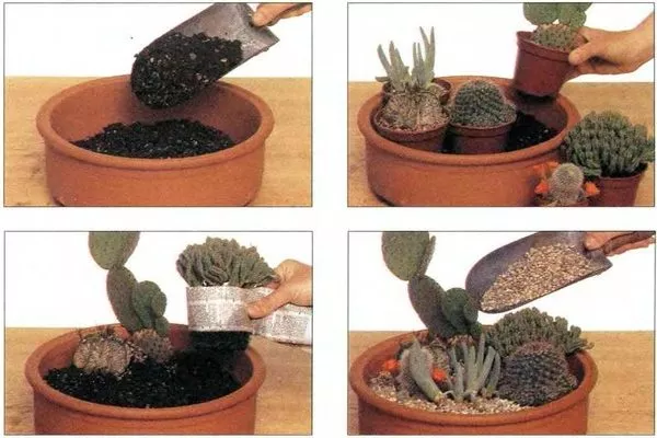 посадка растений в мини-садик