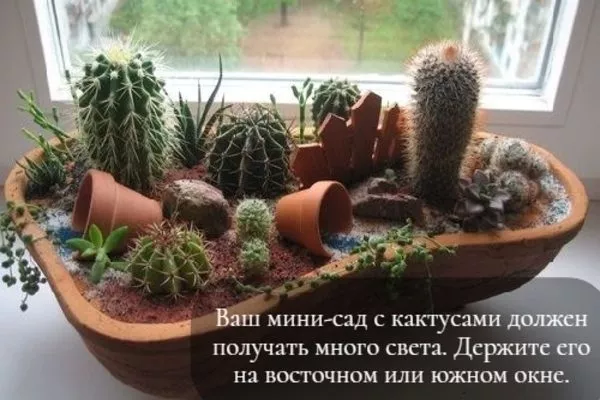 Мини-сад на окне