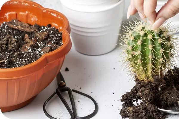 пересадка кактуса