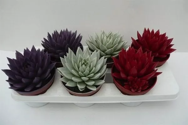 используйте цветные растения для создания композиций